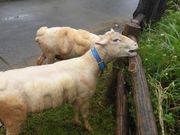 ڂ肳̉ꂱǂ̍ Okinawa zoo & museum̓eʐ^16