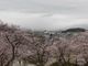 ぼりさんの西山公園の桜の投稿写真1