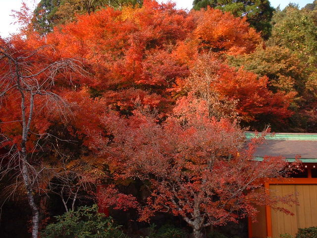 五家荘の紅葉】アクセス・営業時間・料金情報 - じゃらんnet