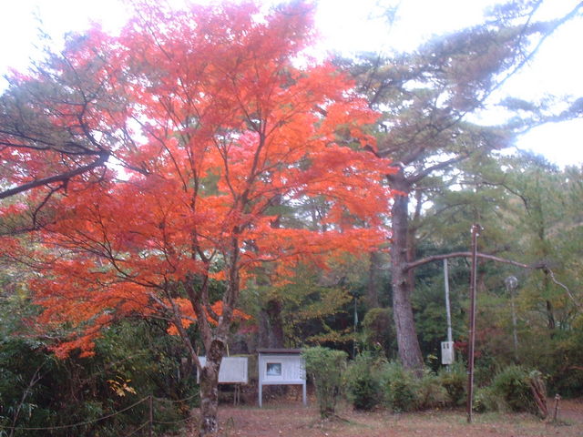 Ԃ񂳂̂܂܎q̓eʐ^1