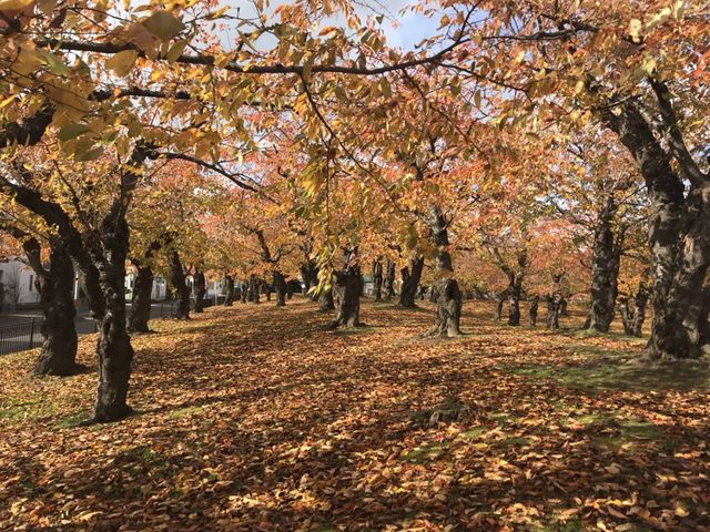 �g�t���ƂĂ����ꂢ�ł���_�ܗŊs����