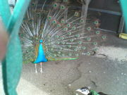 ]ˉƉL̐ܒ܃T[rXGA@̓eʐ^8