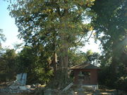 Ԃ񂳂̏򐅎Ղ̖q̓eʐ^1