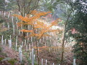 Ԃ񂳂̘[Սgt̓eʐ^1