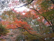 Ԃ񂳂̘[Սgt̓eʐ^2