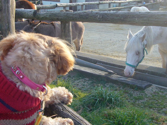 ���߂Č��邨�n����ɋ����[�X�ȃ����R�ł�_�ߐ{�����샖�u�q��