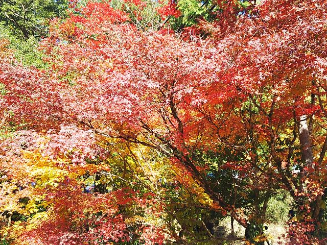 ܂낿񂳂̑c_Ђ̓eʐ^1