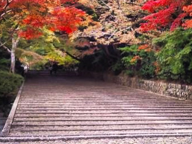 �����̑�Βi�E���l��B�킳��悤�ɖ΂�؁X�S�Ă��g�ɐF�Â��΂�����L���C�ł��傤�I_�������̂��݂�