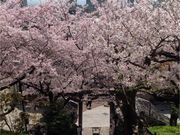 hana񂳂̖kV_Ђ̓eʐ^1