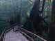 かっちさんの屋久島自然休養林（ヤクスギランド）の投稿写真1