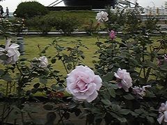 Ƃ񂳂̓{XDXۂւ̓eʐ^2