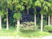 ���ǁ[����̉��ΌÕ��̓��e�ʐ^2