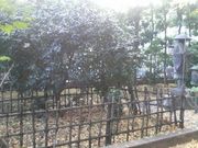 Ƃ񂳂̐J̒ւ̓eʐ^2