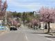 たかちゃんさんの九十九山の桜の投稿写真2
