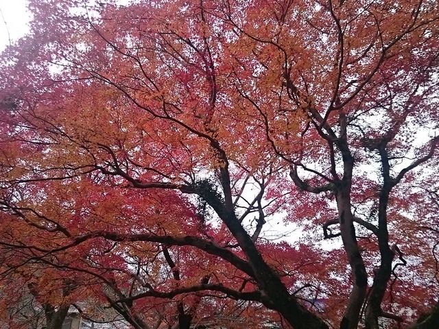 �g�t���L���C_�v�R������n��