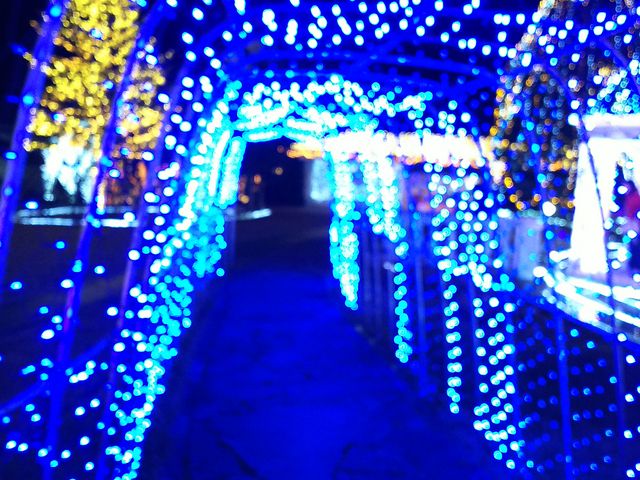 illumination_�z�e���T���o���[�ߐ{�E�T���o���[���p�ٓ����|�̌��R�[�i�[