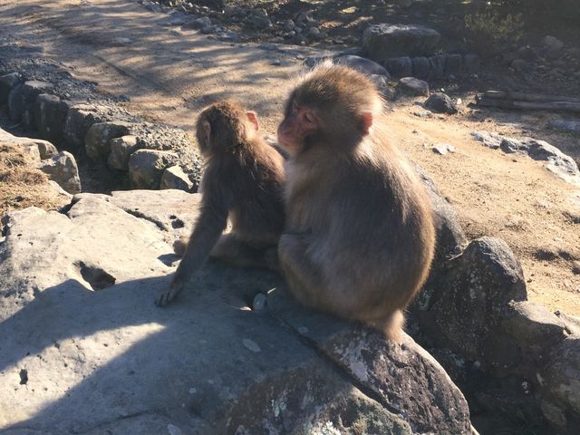 ��������̖тÂ��낢�ł��B_���������q�k���R�������@�����̍�