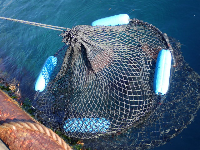 ���āi�т��j_�C��ނ�x�����]