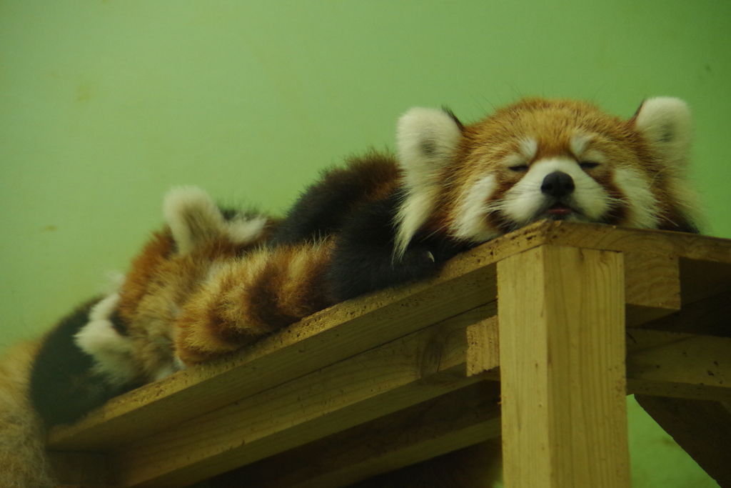 上総三又駅周辺の動物園 植物園ランキングtop10 じゃらんnet