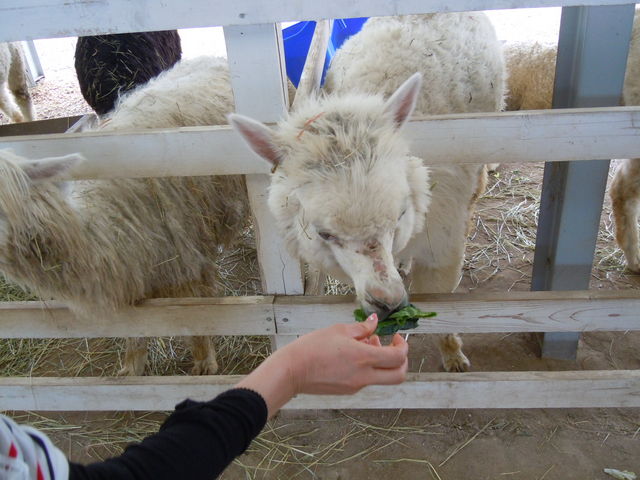 �A���p�J�ɉa���_�l�G�ʂ̋u