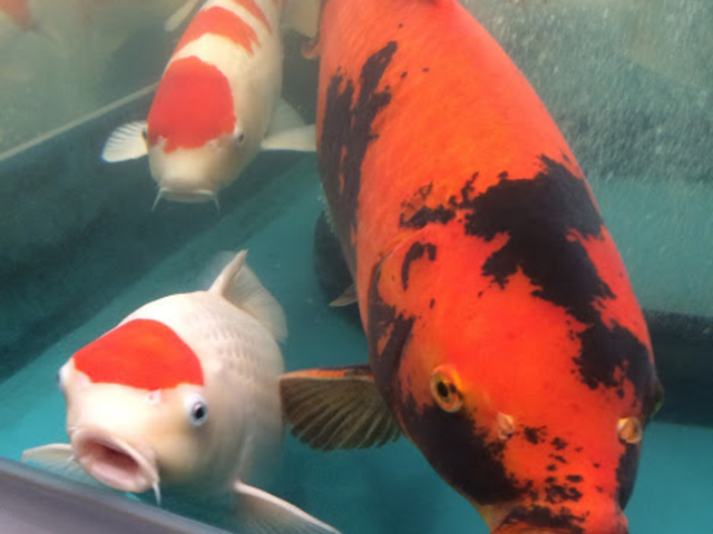 RbP̂܂𗬊ق炽̓eʐ^1