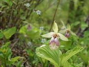 񂳂̗{𐻑ijH̓eʐ^5