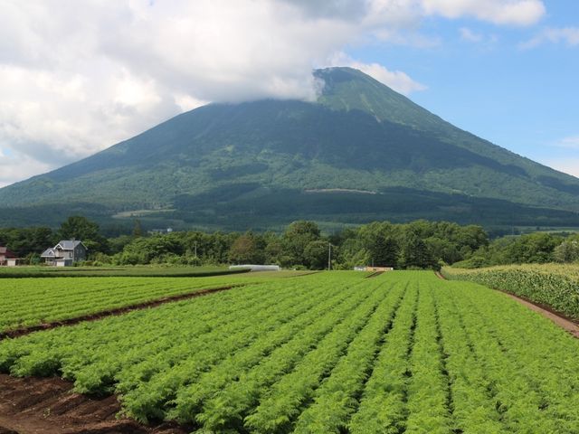 �^��̔���蒭�߂�_�r���R