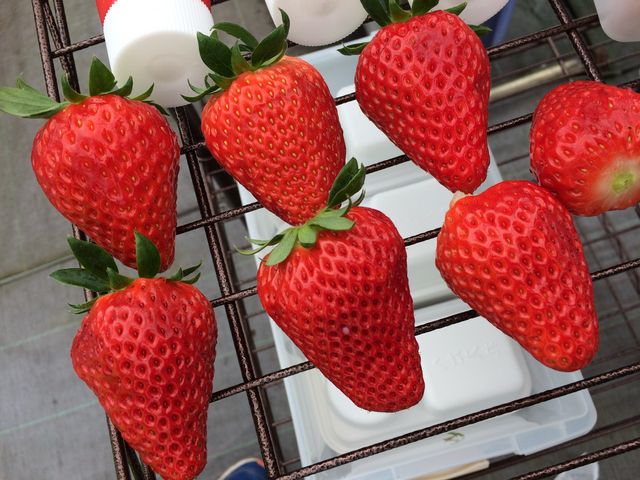 �g�ق���_�����X�g���x���[�p�[�N