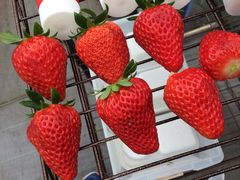 ݂䂿񂳂̓Xgx[p[Nւ̓eʐ^1