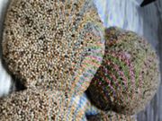 񂯂񂳂̖{Ə̓eʐ^1