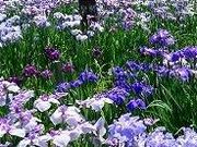 tXs[h̑aԂ傤ԉ̓eʐ^1