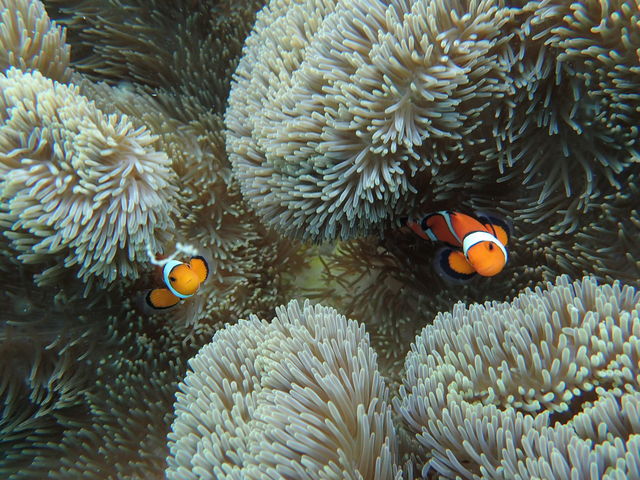 �ɂ�_����ف[���X