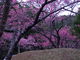 ぶんちゃんさんの八重岳の桜並木の投稿写真1