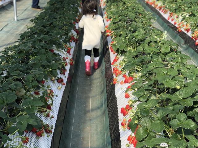 �����f���܂������X�J�C�x���[�͂�������Ȃ��Ă܂����B_���َq�̏�ߐ{�n�[�g�����h