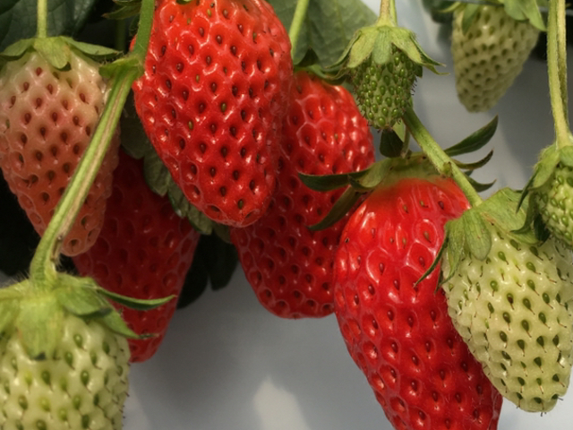 �������������ł�_�����ʎ��H�[