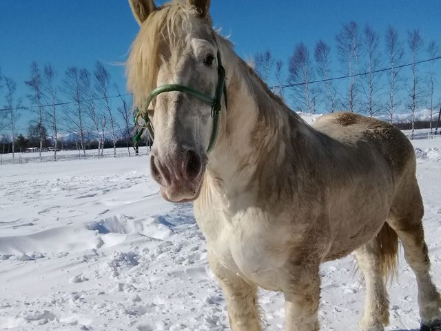 �A�I�m���N�T�X��_�T�����C�v���f���[�X