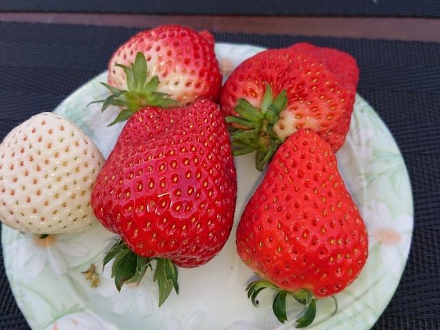 ͔̓C`SHׂ邱Ƃł܂BbL[_΂₵_