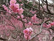 䂫񂿂傳̔MC~̓eʐ^1