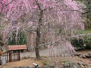 䂫񂿂傳̔MC~̓eʐ^1