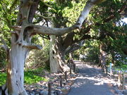 KAZZ̑吣̃rNVт̓eʐ^1