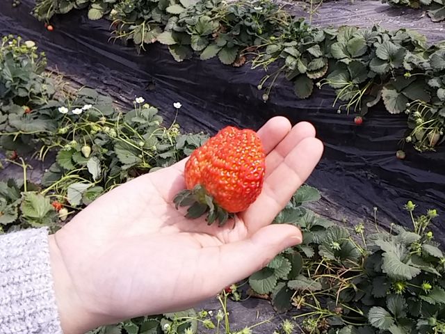 �Ȃ��Ȃ��傫���C�`�S_�₢�����R��������