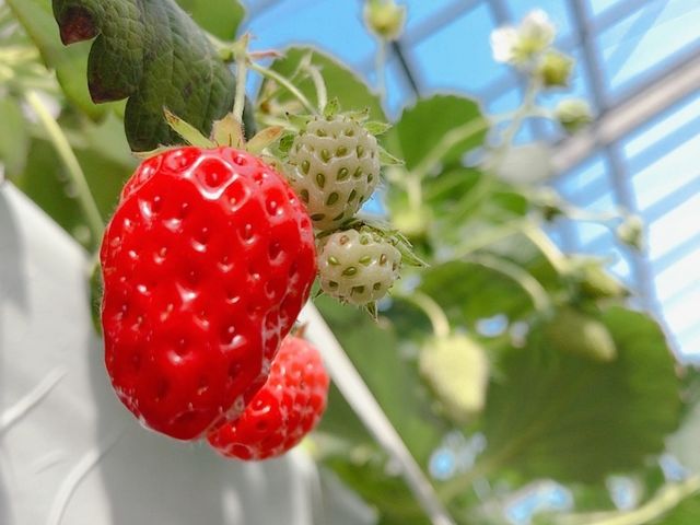 �����ł���������Â�_���c�ό��_��