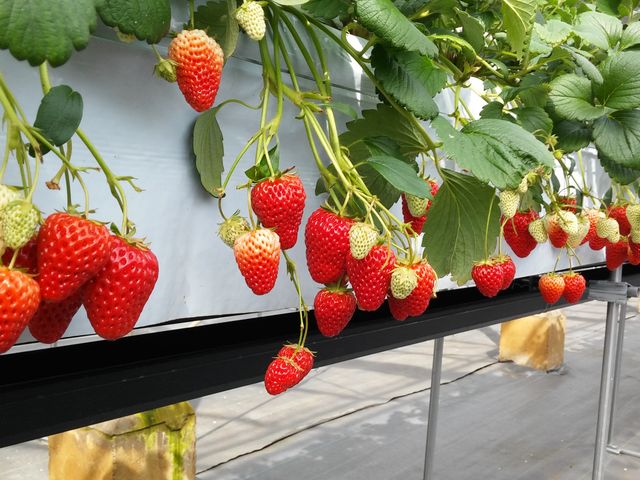 �傫��������������B������������������_���R��������