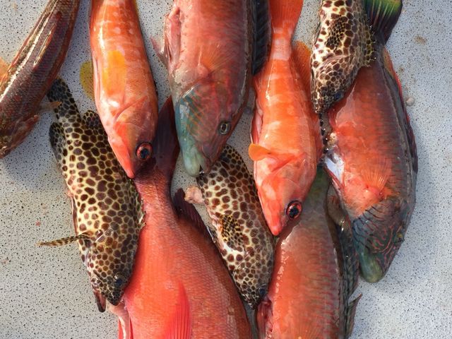 �����ȋ����ނ�܂����I_���C�����}���������Ȃ�