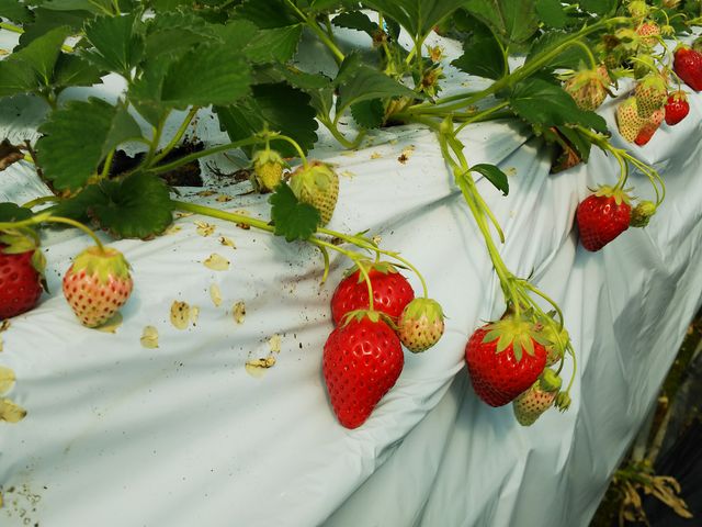 �L���C�ȃC�`�S���������񂠂�܂�_��������̂�������