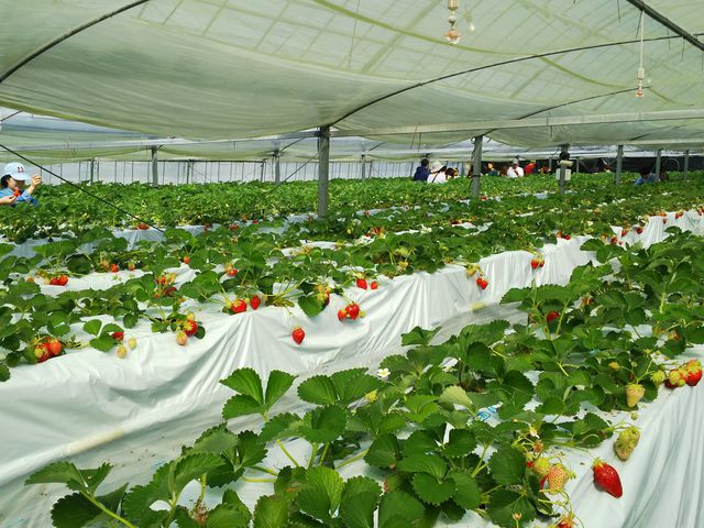 �L�X���Ă��܂�_��������̂�������