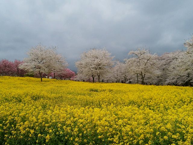 ���ƍ؂̉�_�ԏ��ʐ�{��