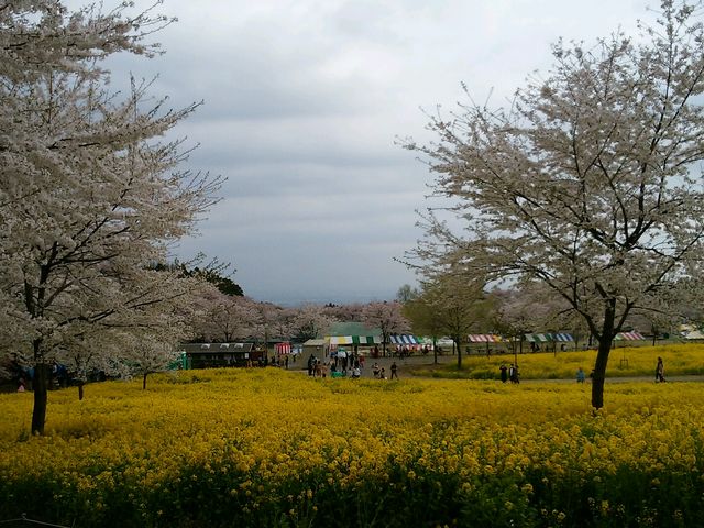 ���ƍ؂̉�_�ԏ��ʐ�{��