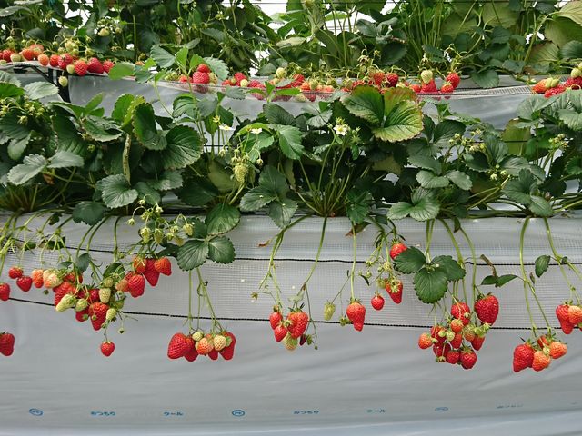 �C�`�S
����ē����ꂽ�_����2�i�ō͔|����Ă����̂Ŏq�ǂ����Ƃ�₷�������ł�_���̖V���񂾎R��