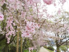 �j�R����񂳂�̔��؂̓��ւ̓��e�ʐ^1